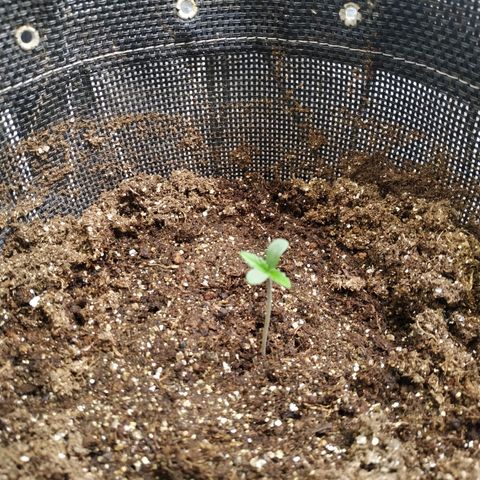 Jaqueline  growlog photo