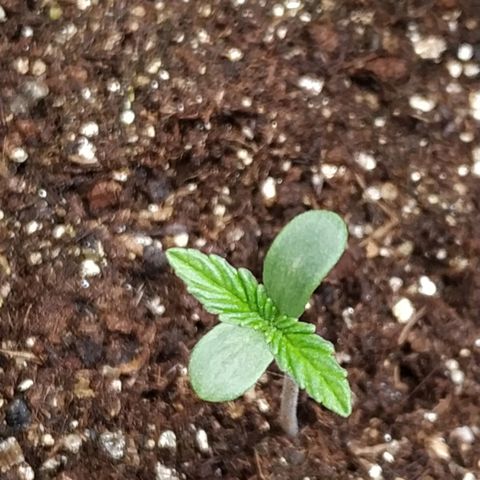Jaqueline  growlog photo