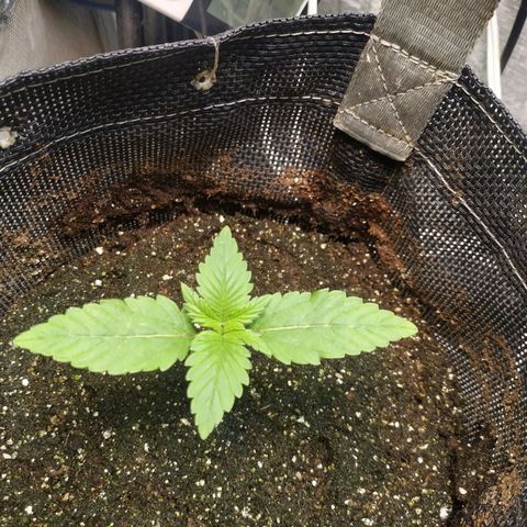 Jaqueline  growlog photo