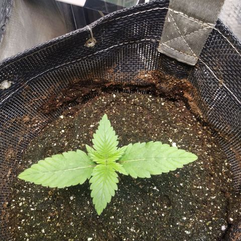 Jaqueline  growlog photo
