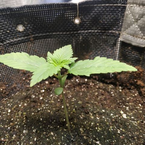 Jaqueline  growlog photo: Pequena rega foliar 