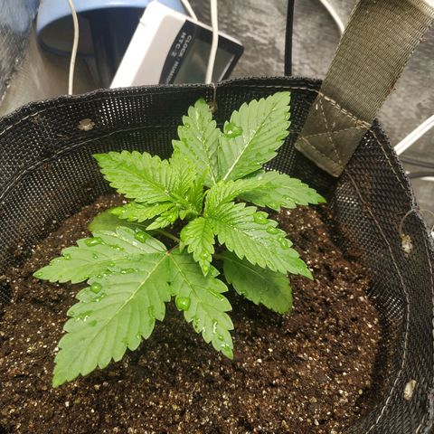 Jaqueline  growlog photo: Preenchimento de vaso 