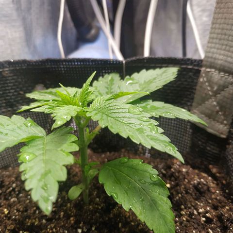 Jaqueline  growlog timeline photo