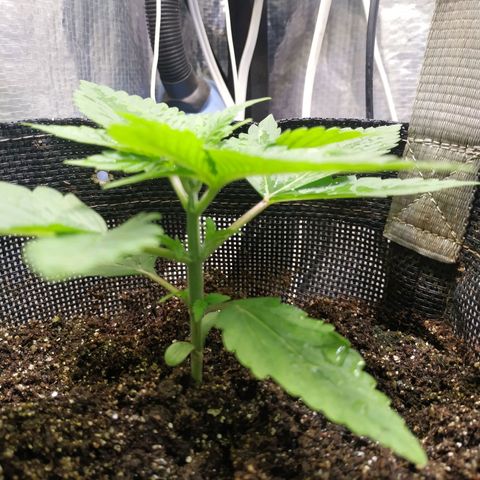 Jaqueline  growlog photo: Pequena rega foliar 