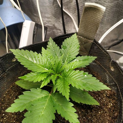 Jaqueline  growlog photo: Pequena rega foliar 