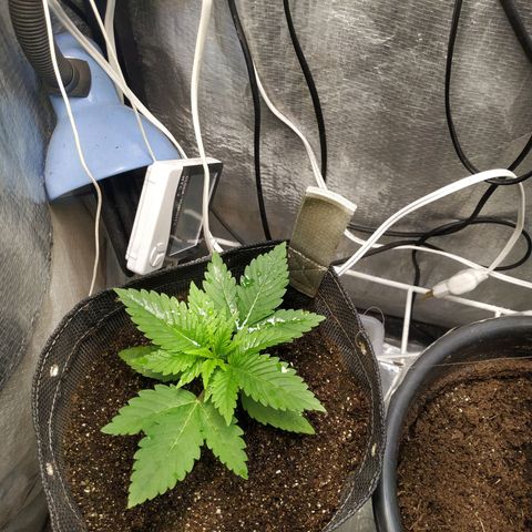 Jaqueline  growlog photo: Pequena rega foliar 