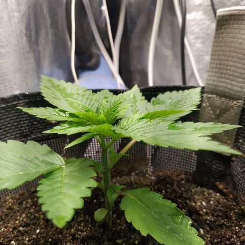 Jaqueline  growlog photo: Pequena rega foliar 