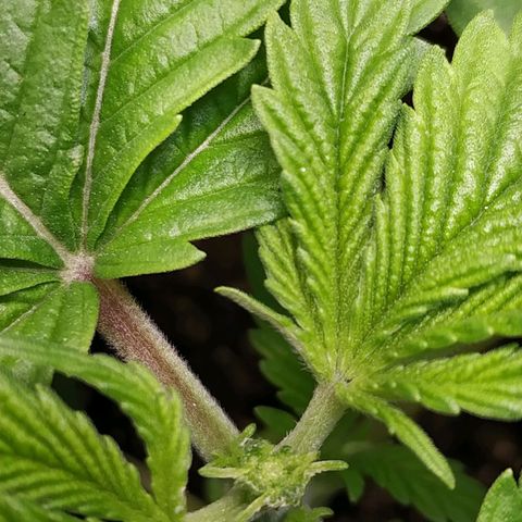 Jaqueline  growlog photo:  tentativa de poda fim, mantendo 4 nós, o 1° provavelmente será descartado. 