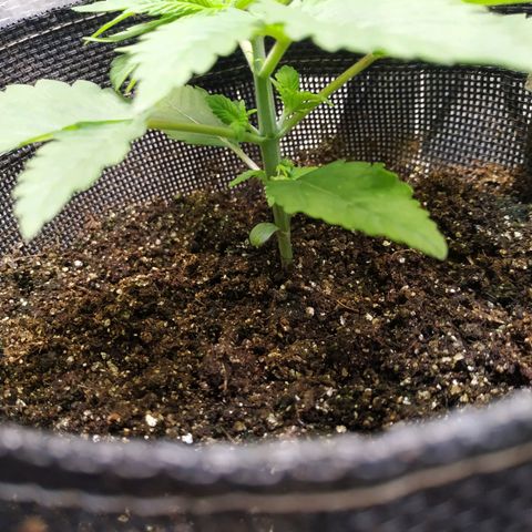Jaqueline  growlog photo:  tentativa de poda fim, mantendo 4 nós, o 1° provavelmente será descartado. 
