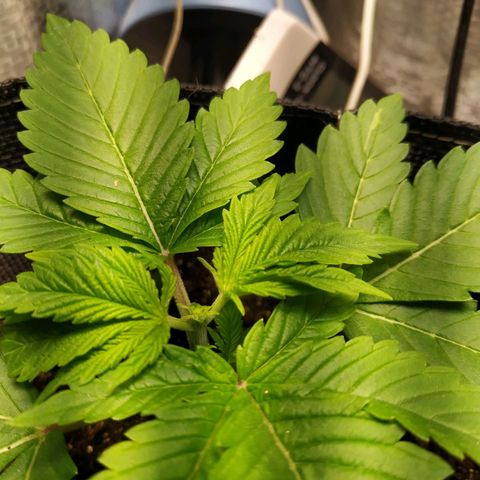 Jaqueline  growlog photo:  tentativa de poda fim, mantendo 4 nós, o 1° provavelmente será descartado. 