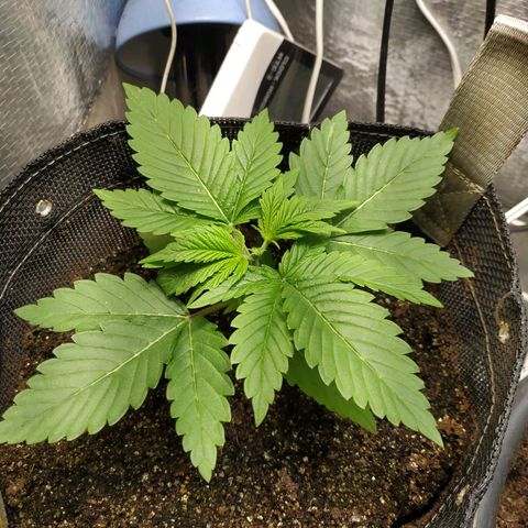 Jaqueline  growlog photo:  tentativa de poda fim, mantendo 4 nós, o 1° provavelmente será descartado. 