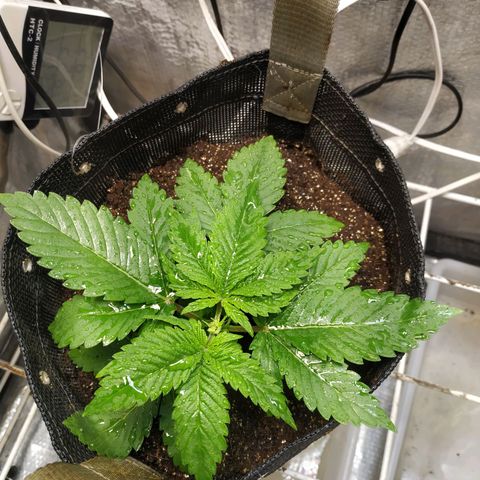 Jaqueline  growlog photo: Poda fim talvez tenha dado certo, pretendo ajustar LST de noite, mais 7 dias pra defoliação 