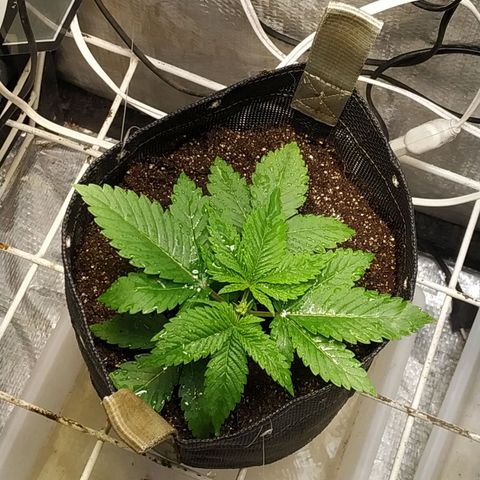 Jaqueline  growlog photo: Poda fim talvez tenha dado certo, pretendo ajustar LST de noite, mais 7 dias pra defoliação 
