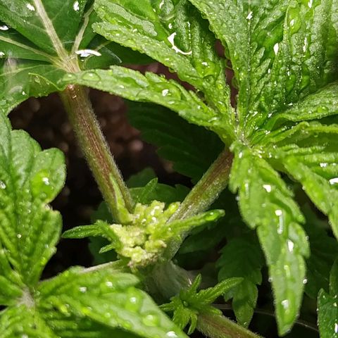 Jaqueline  growlog photo: Poda fim talvez tenha dado certo, pretendo ajustar LST de noite, mais 7 dias pra defoliação 