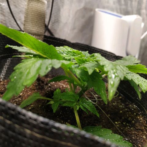 Jaqueline  growlog photo: Poda fim talvez tenha dado certo, pretendo ajustar LST de noite, mais 7 dias pra defoliação 