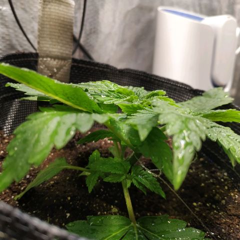Jaqueline  growlog photo: Poda fim talvez tenha dado certo, pretendo ajustar LST de noite, mais 7 dias pra defoliação 