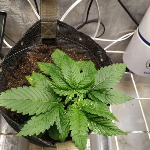 Jaqueline  growlog photo: Amarra puxada, treino de torsão. 