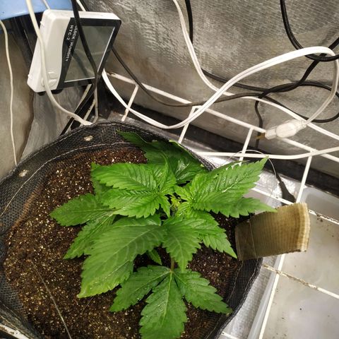 Jaqueline  growlog photo: Amarra puxada, treino de torsão. 