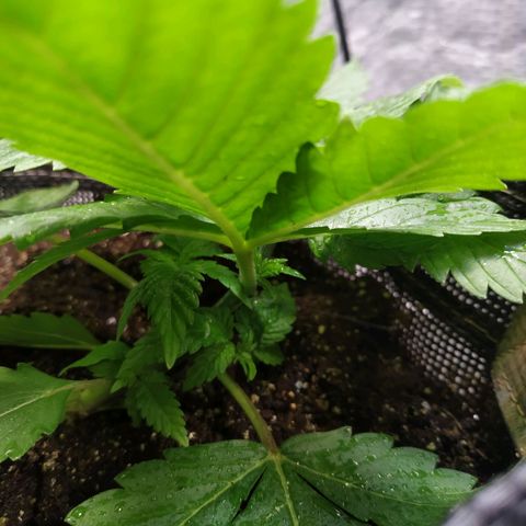 Jaqueline  growlog photo: Amarra puxada, treino de torsão. 