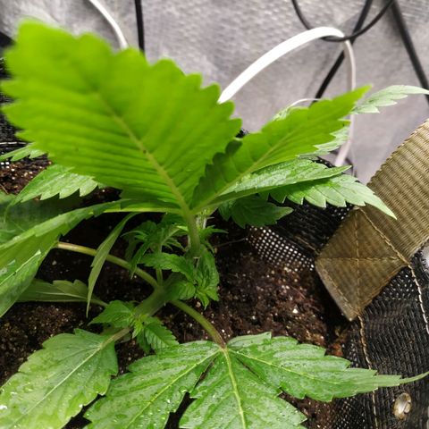 Jaqueline  growlog photo: Amarra puxada, treino de torsão. 