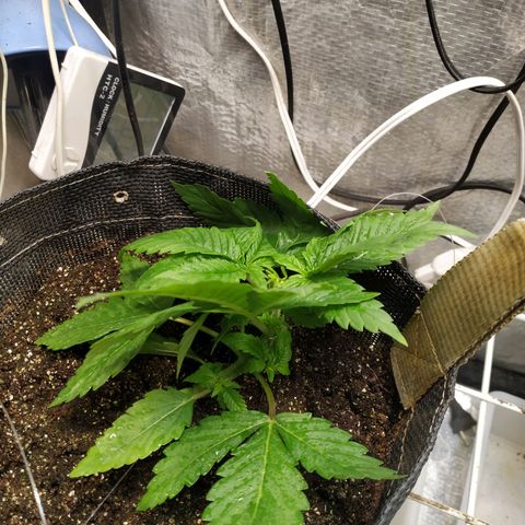 Jaqueline  growlog photo: Amarra puxada, treino de torsão. 