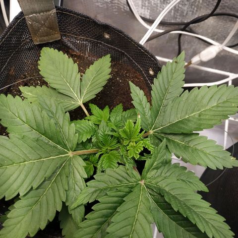 Jaqueline  growlog photo: Retirada de 1 folha para luz pegar nos ramos, amarras apertadas. 
