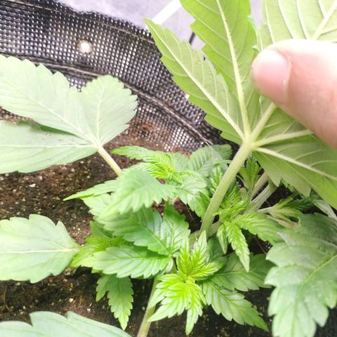 Jaqueline  growlog photo: Retirada de 1 folha para luz pegar nos ramos, amarras apertadas. 