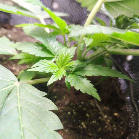 Jaqueline  growlog photo: Retirada de 1 folha para luz pegar nos ramos, amarras apertadas. 