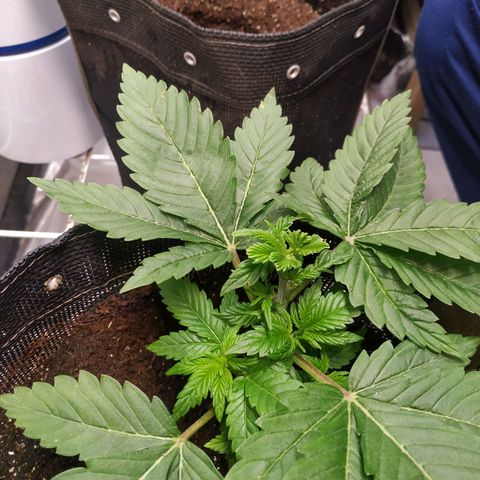 Jaqueline  growlog photo: Retirada de 1 folha para luz pegar nos ramos, amarras apertadas. 