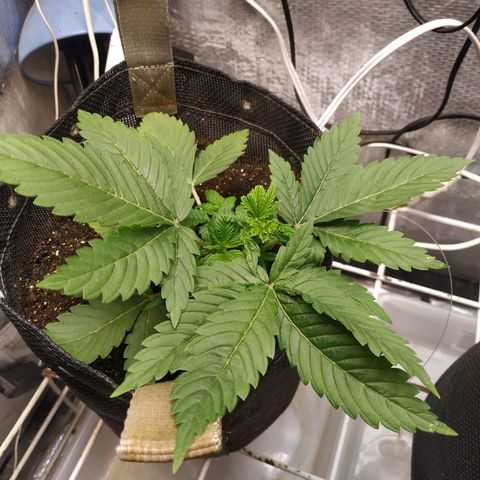 Jaqueline  growlog photo: Retirada de 1 folha para luz pegar nos ramos, amarras apertadas. 