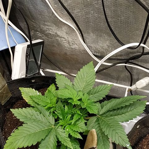 Jaqueline  growlog photo: Antes da defoliação 