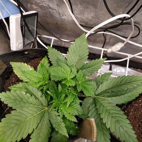 Jaqueline  growlog photo: Antes da defoliação 