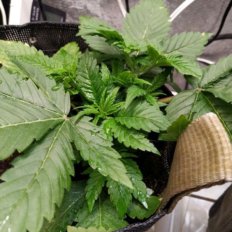 Jaqueline  growlog photo: Antes da defoliação 