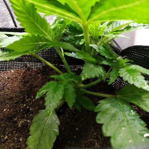 Jaqueline  growlog photo: Antes da defoliação 