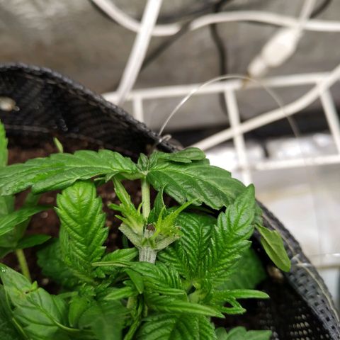 Jaqueline  growlog photo: Depois da defoliação e leve lst sem amarra. 
