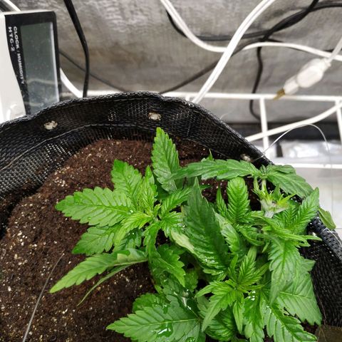 Jaqueline  growlog photo: Depois da defoliação e leve lst sem amarra. 