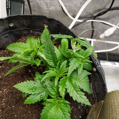Jaqueline  growlog photo: Depois da defoliação e leve lst sem amarra. 