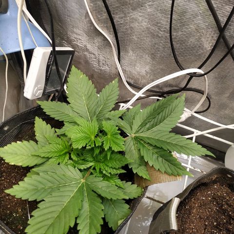 Jaqueline  growlog timeline photo
