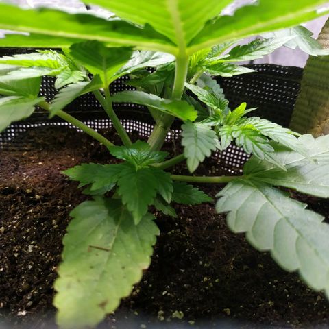 Jaqueline  growlog timeline photo