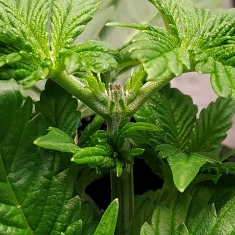 Jaqueline  growlog timeline photo