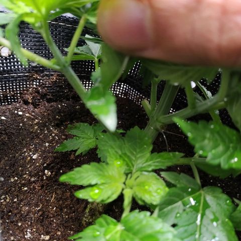 Jaqueline  growlog photo: Rega de 1L 