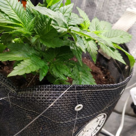 Jaqueline  growlog photo: Rega de 1L 