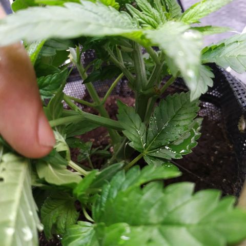 Jaqueline  growlog photo: Rega de 1L 