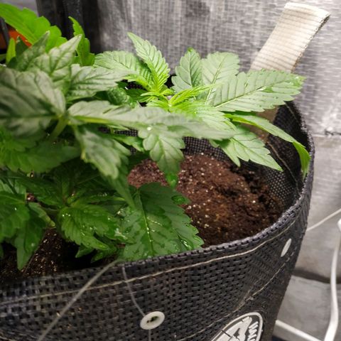Jaqueline  growlog photo: Rega de 1L 