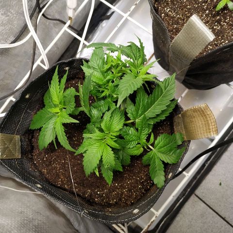 Jaqueline  growlog photo: Lst e cropping feitos espalhando os galhos, apical abaixado até borda do vaso 