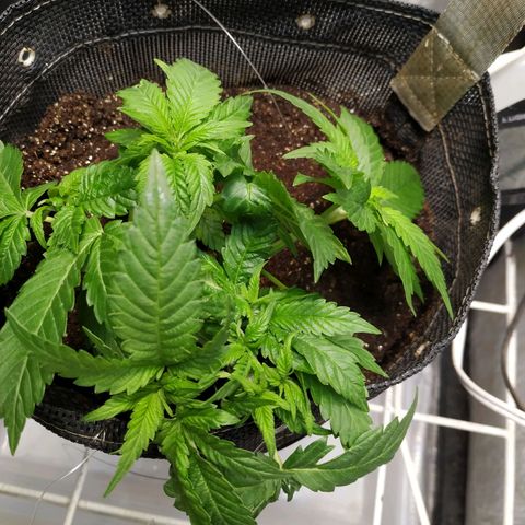 Jaqueline  growlog photo: Lst e cropping feitos espalhando os galhos, apical abaixado até borda do vaso 