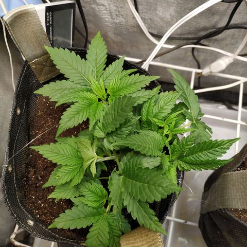 Jaqueline  growlog photo: Continuando com LST porém um galho virou HST rompendo as fibras... Semana que vem novas amarrações e defoliação. 