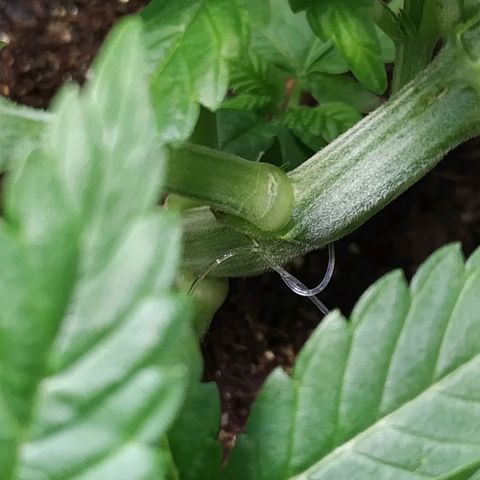 Jaqueline  growlog photo: Continuando com LST porém um galho virou HST rompendo as fibras... Semana que vem novas amarrações e defoliação. 