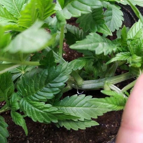 Jaqueline  growlog photo: Continuando com LST porém um galho virou HST rompendo as fibras... Semana que vem novas amarrações e defoliação. 