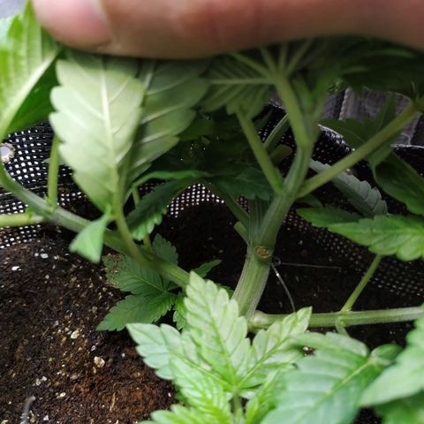 Jaqueline  growlog photo: Continuando com LST porém um galho virou HST rompendo as fibras... Semana que vem novas amarrações e defoliação. 